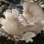 Profesjonalna kultura kawowa – dlaczego jakość ziarna w biurze ma znaczenie?